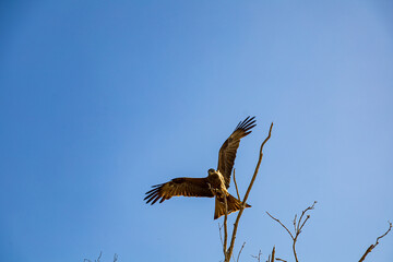 Whistling Kite looks for prey