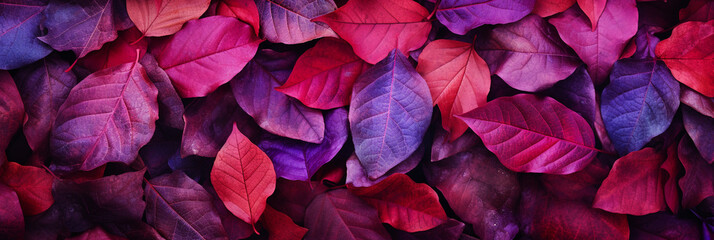Autumn leaves in purple and magenta colors on the forest floor - obrazy, fototapety, plakaty