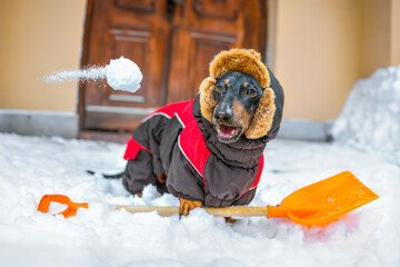 dachshund dog are playing snowball in courtyard of house Pet, dressed in warm clothes, opened mouth...