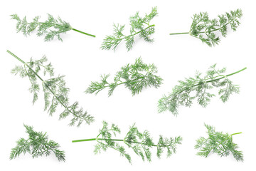 Set of fresh dill isolated on white