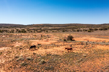Brumbies in outback central Australia
