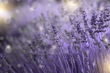 Beautiful blooming lavender field outdoors, closeup view. Bokeh effect