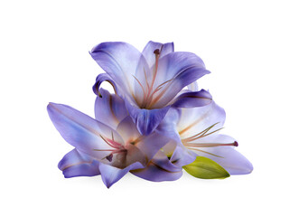 Amazing blue lily flowers isolated on white