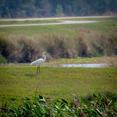 Great Egret Pauses In Open Grassy Field