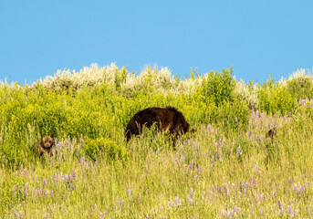 Grizzly Bear Cub Looks Up While Mom and Sibling Continue Grazing
