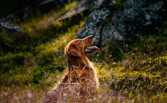 hermosa perrita golden posando y sonriendo a la c&aacute;mara