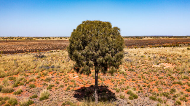 Desert oak in outback Australia with Mount Connor