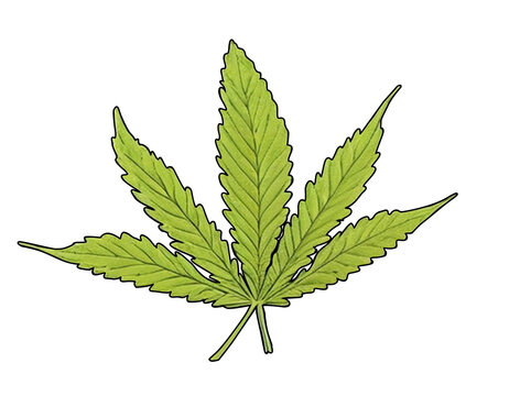 Elevate your photography with our high-quality marjuana leaf images, available in PNG transparent format. Highly recommended for enthusiasts and professionals.