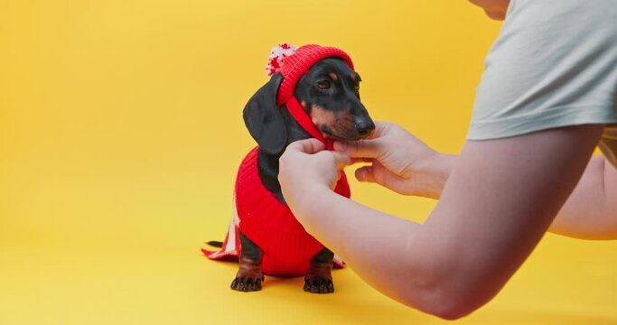 Designer puts bright knitted things on dog model, ties handmade hat, preparing for fashion show Mom dresses child for walk, warmly wraps overprotection Funny dachshund in sweater on yellow background
