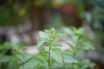 Close up of basil plant in the garden with blurred background, stock photo