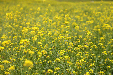 Obraz premium yellow flower field