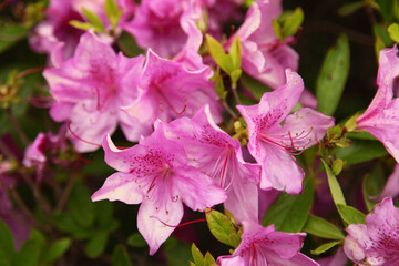 Azalea flower bunches