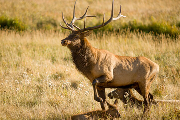 Rocky Mountain elk during the rut