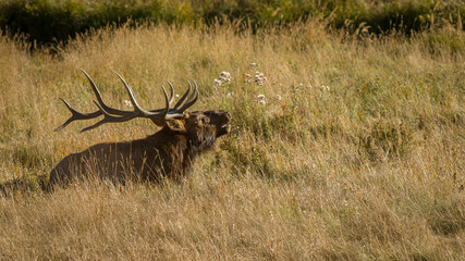 Naklejka na ściany i meble Rocky Mountain elk during the rut