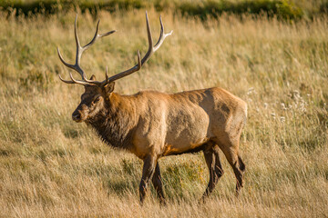 Naklejka na ściany i meble Rocky Mountain elk during the rut