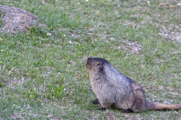A Marmot on the Ground