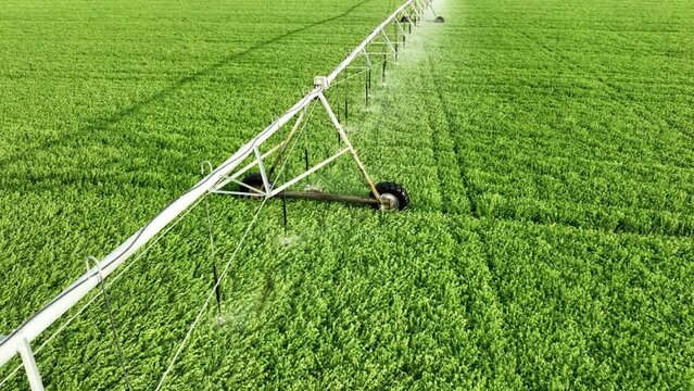 Aerial shot of the sprinklers watering Alfalfa on a circular farm in the Owens Valley in California