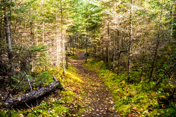 path in the forest