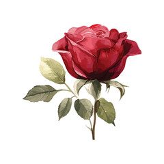 a very pretty red rose flower painted in watercolor on a white background