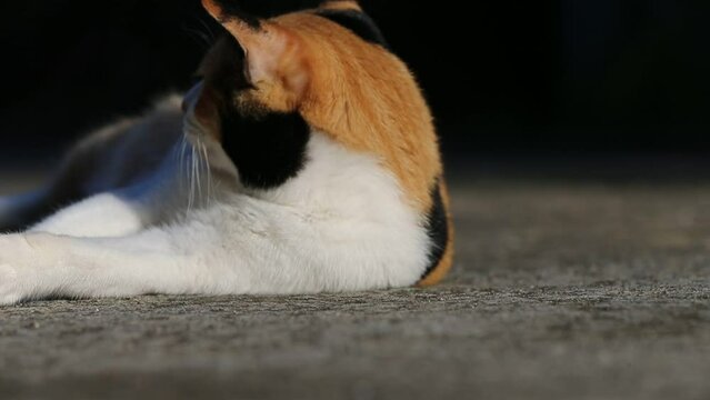 Cute cat sit on the ground in the park. Selective focus.