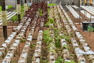 Dying lettuces on hydroponic system