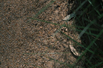 gravel on the ground beneath shadows of long grass