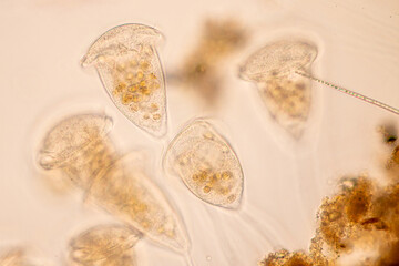 Study of Protozoa and Algae under the microscope for education. - obrazy, fototapety, plakaty