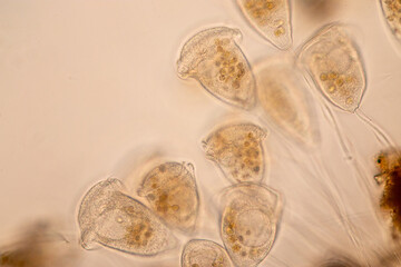 Study of Protozoa and Algae under the microscope for education.