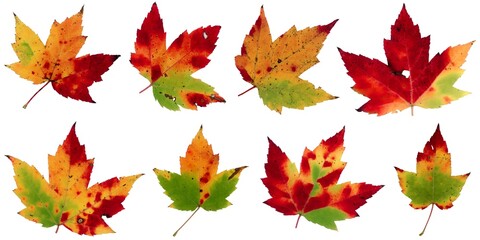 Fall leaves isolated on white background - Assorted 8