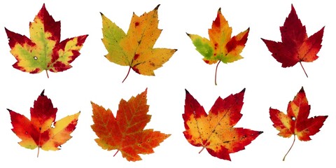Autumn leaves isolated on white background - Assorted 7