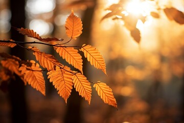 Naklejka na ściany i meble Generative AI : Close-up of sunlit autumn leaves with soft-focused forest background