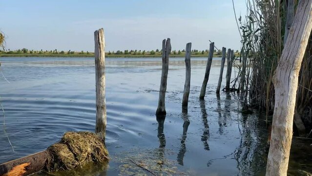 Romanian swamp waters stagnation algae. Wild lake dock