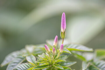 Pink and white elegant spider flower buds and opened petals with beautiful green stem perfect for wedding or romantic invitation and wallpaper macro