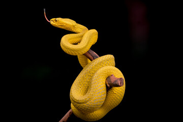 snake in the air