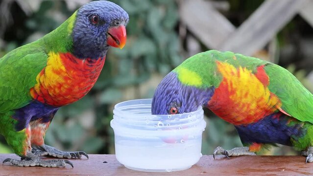 Close up of a Rainbow lorikeet bird drinking water from a plastic cup.