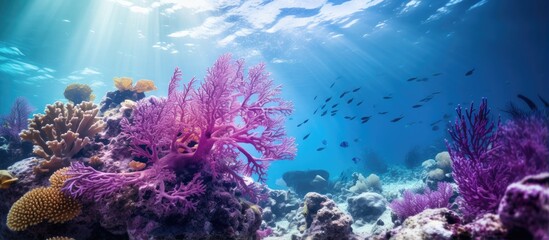 Bonaire Island s purple sea fan rests on a coral reef With copyspace for text