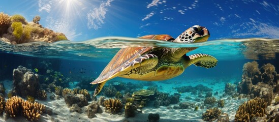 Green turtle swimming over coral reef with clear sky and bubbles in water With copyspace for text