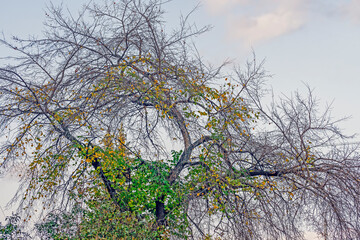 A tree with flying leaves on an autumn day