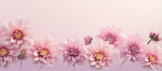 Fototapeta na wymiar Top view of isolated Dahlia pinnata cav flowers on a isolated pastel background Copy space with a clipping path
