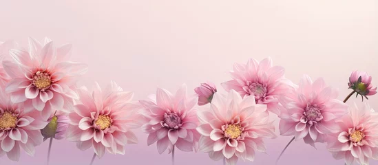  Top view of isolated Dahlia pinnata cav flowers on a isolated pastel background Copy space with a clipping path © HN Works