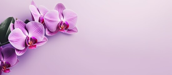 Fototapeta na wymiar Singular purple flower isolated pastel background Copy space