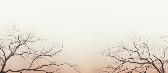 Silhouette of dried tree branch pattern against isolated pastel background Copy space sky