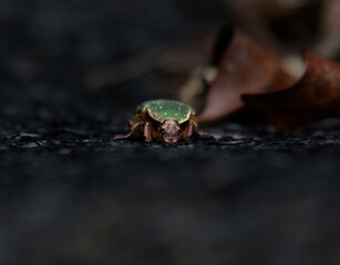 正面ハナムグリ