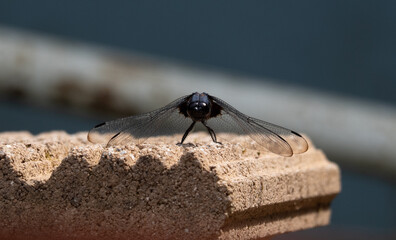 正面シオカラトンボ
