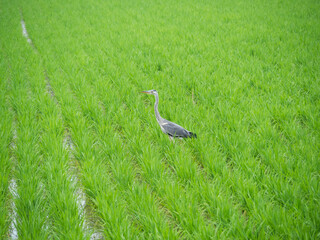 田園に青鷺
