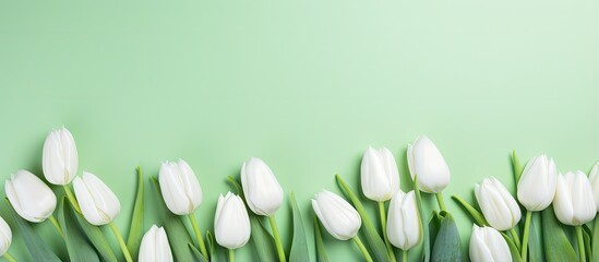 Special type of green tulips close up on a isolated pastel background Copy space with space for text
