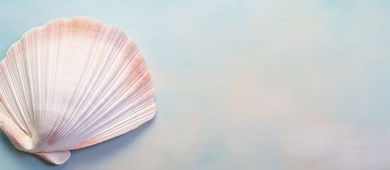 Raw cockle on isolated pastel background Copy space