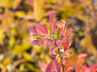 Branches with orange, red and yellow leaves in the autumn park.