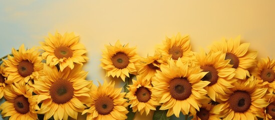 Obraz premium Sunflowers are blossoming in the garden isolated pastel background Copy space