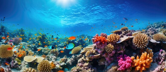 Red sea s underwater realm with fish and coral reef With copyspace for text - obrazy, fototapety, plakaty